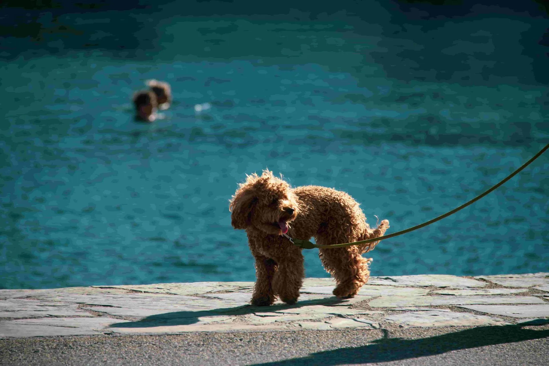 Pet insurance in Spain for expat dog and cat owners